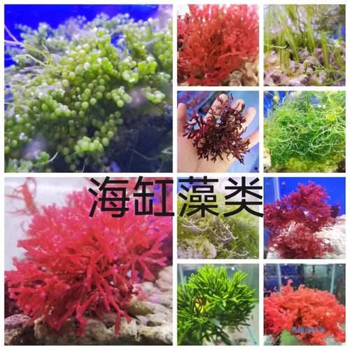 海缸海藻布景高等藻绿葡萄藻钢丝藻羽毛藻气泡去NO3 PO4净化水质