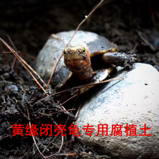 黄缘龟专用土 安缘台缘半水龟养殖土 黄缘闭壳龟生态环境造景垫材