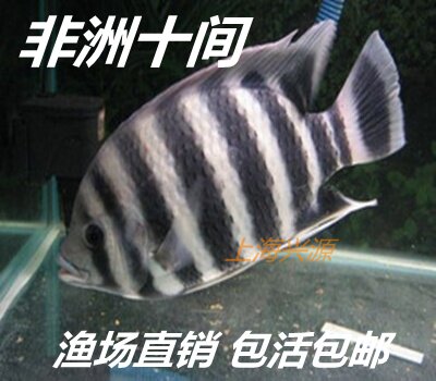 十间鱼价格 十间鱼图片 星期三