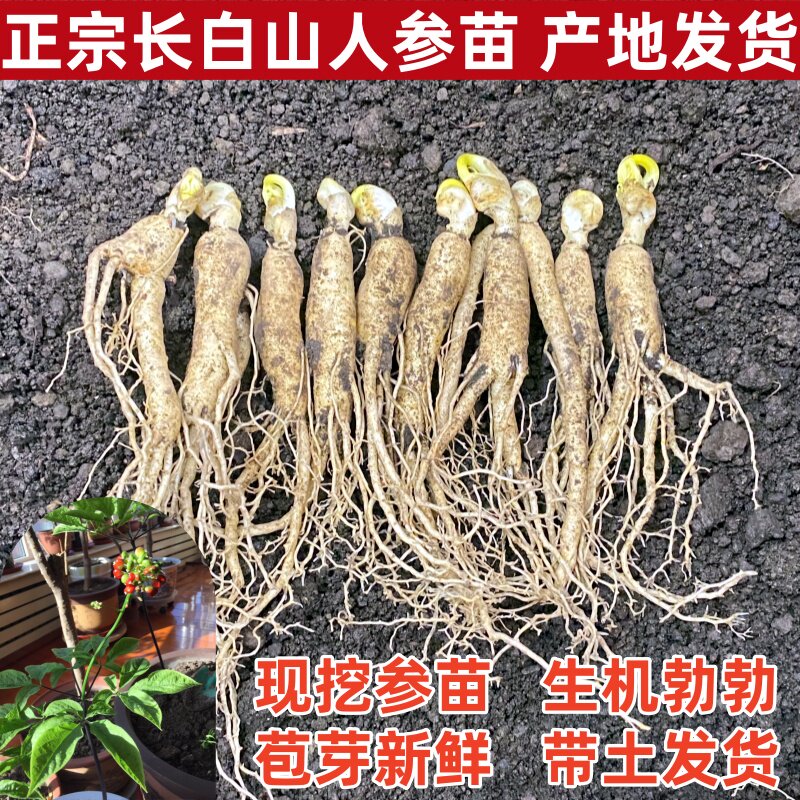 人参活苗 正品长白山人参苗 人参种植苗 阳台盆载四季 送人参种子