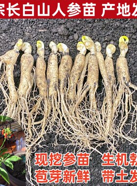 人参活苗 正品长白山人参苗 人参种植苗 阳台盆载四季 送人参种子