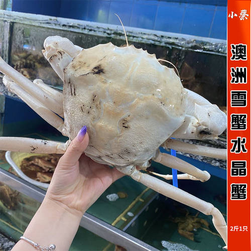 珍宝蟹