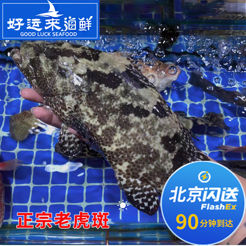 北京闪送 1.6-1.8斤 鲜活正宗老虎斑 进口海鲜水产深海东星斑龙胆
