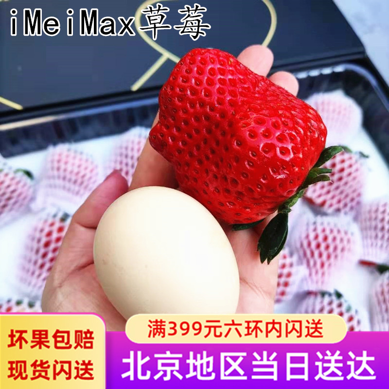 帝王草莓牛奶奶油丹东99草莓新鲜甜红颜九九久久四川巧克力礼盒装