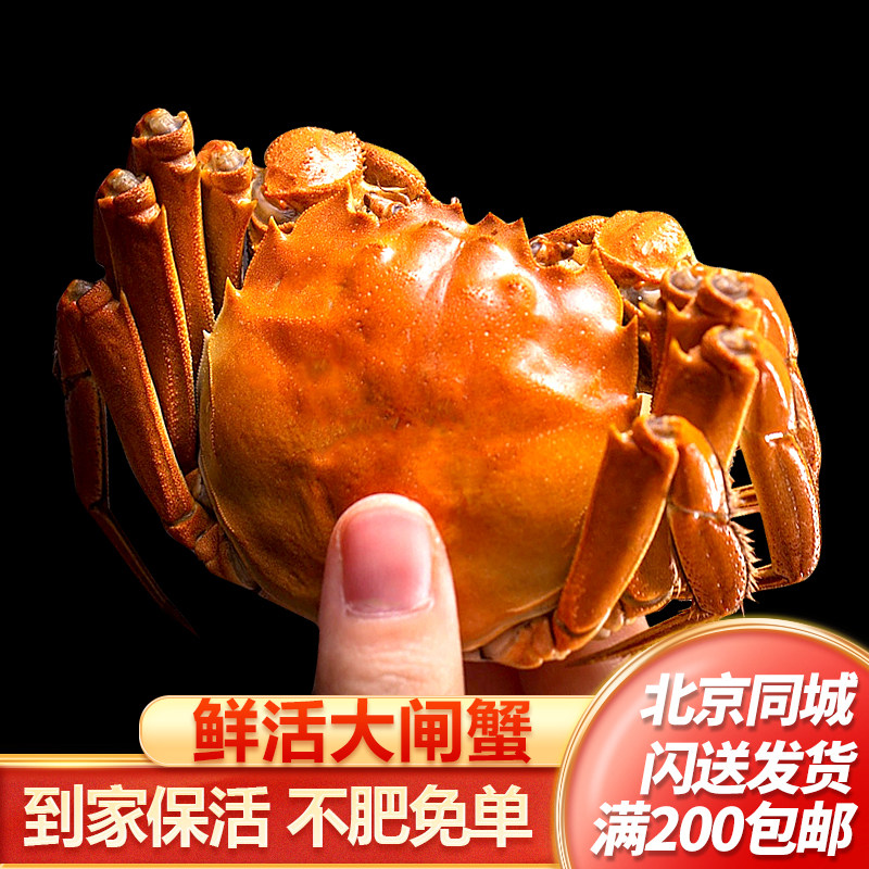 鲜活大闸蟹 北京京深海鲜市场闪送发货 活螃蟹 大螃蟹 满黄大闸蟹图片