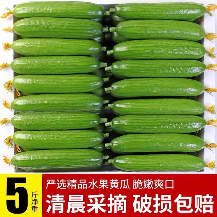 新鲜黄瓜水果黄瓜现摘现发农场