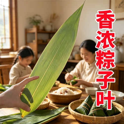 新鲜野生芦苇叶粽叶天然野生粽子叶端午节农家现摘特级大号干芒叶