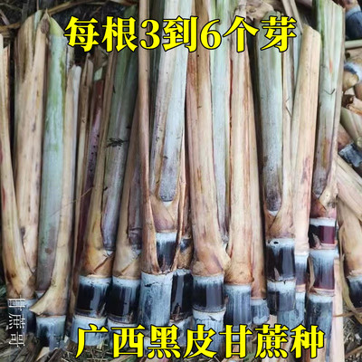 宽节软皮脆口甘蔗尾苗每根4到6芽