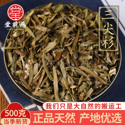 中药材特级野生三尖杉500g克