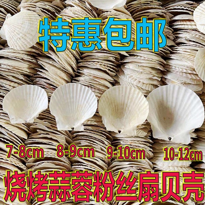 扇贝壳烧烤用蒜蓉粉丝托盘白色大扇贝壳鱼缸造景天然夏夷贝壳