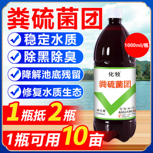 粪硫菌团水产养殖专用硫细菌底改水体恶化除黑除臭净化水质底改王