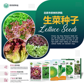 农科院生菜种子意大利罗马奶油生菜紫叶莴苣水培沙拉菜蔬菜种籽孑