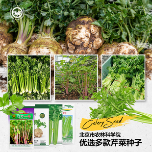 农科院芹菜种子四季脆嫩西芹苗小香芹地中海根洋芹实芹蔬菜种籽孑