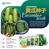 农科院黄瓜种子旱黄瓜春秋绿长黄瓜玉女水果黄瓜苗四季 蔬菜种籽孑
