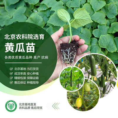 北京农科院绿心长黄瓜苗水果黄瓜