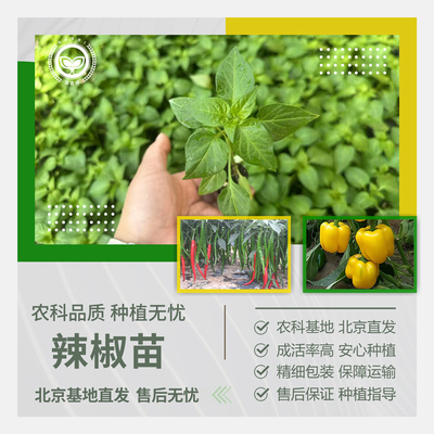 农科院辣椒苗螺丝椒牛角椒彩椒苗