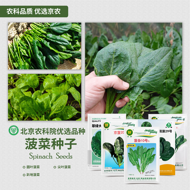 农科院菠菜种子大叶圆叶菠菜新西兰番杏菠菜耐寒耐热易种蔬菜籽孑