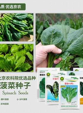 农科院菠菜种子耐寒耐热易种蔬菜