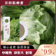 鼎丰冷卫脆叶结球生菜种子可水培四季 播阳台蔬菜籽优质中晚熟耐寒