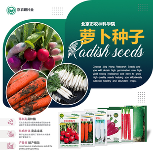 农科院萝卜种子水果胡萝卜欧防风樱桃萝卜心里美沙窝萝卜蔬菜籽孑