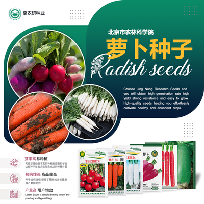 农科院萝卜种子水果胡萝卜