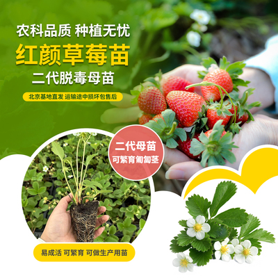 农科院草莓苗红颜脱毒二代母苗