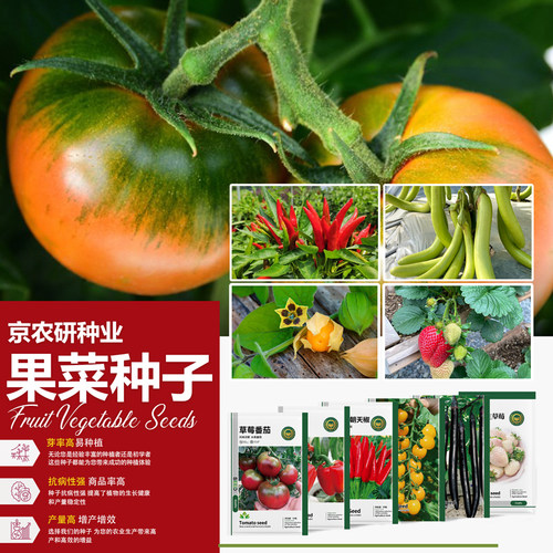 北京农科院番茄辣椒茄子果菜种子