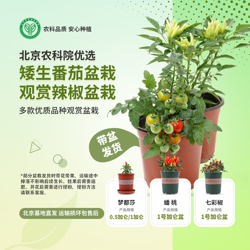 农科院观赏食用辣椒七彩椒盆栽