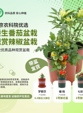 农科院观赏食用辣椒七彩椒盆栽