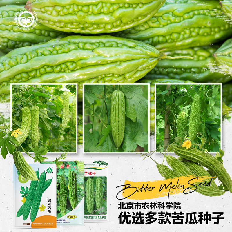 农科院苦瓜种子阳台菜园易种菜籽