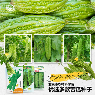 农科院苦瓜种子小濑瓜绿剑苹果白苦瓜秧苗家庭四季 阳台蔬菜种籽孑