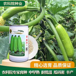 蔬菜籽优质高产油亮翠绿耐低温 农科院京研京葫36西葫芦瓜种子四季