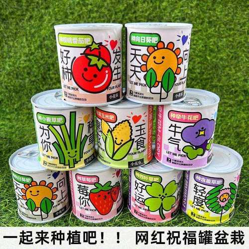 小花农学生种植凤仙花生长观察儿童网红罐头观景盆栽含羞草向日葵