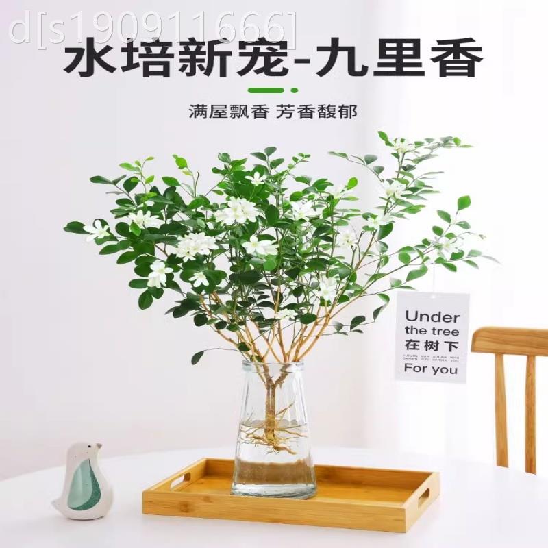 蚊水培植物驱里香九盆栽桌面绿植家xxzz室内鲜花水居培花卉马醉木