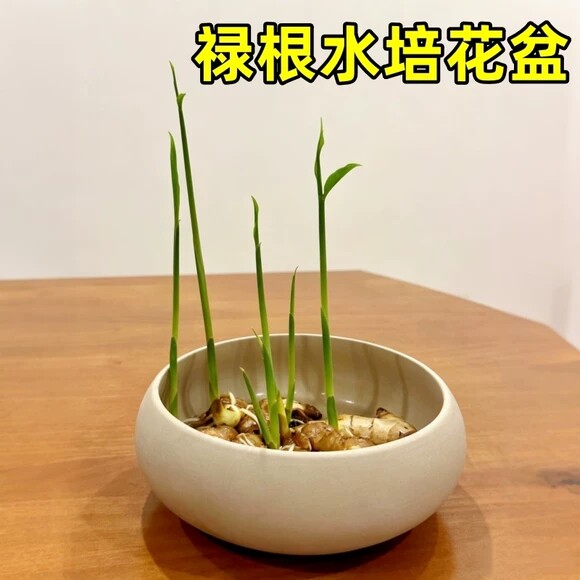 禄根水培花盆办公室桌面禅意种植生姜专用陶瓷器皿养福禄根的盆栽