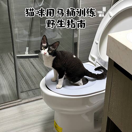 告别猫砂盆！猫咪马桶训练器环保易清洗防外溅款宠物坐便器引导垫