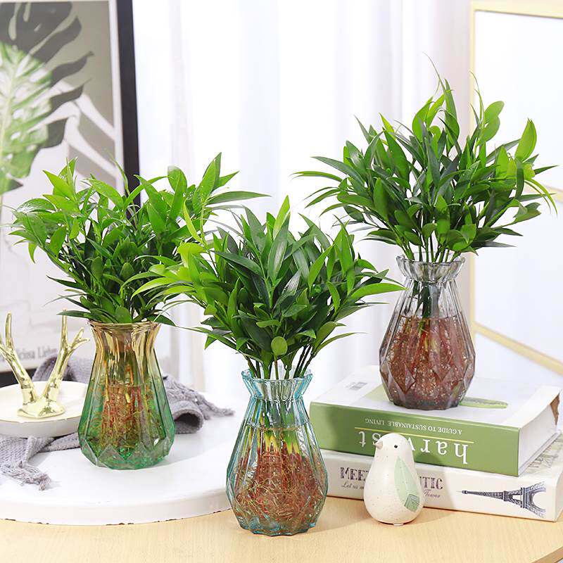 水培驱蚊竹水培竹柏富贵竹水养植物室内桌面绿植盆栽花卉四季常青