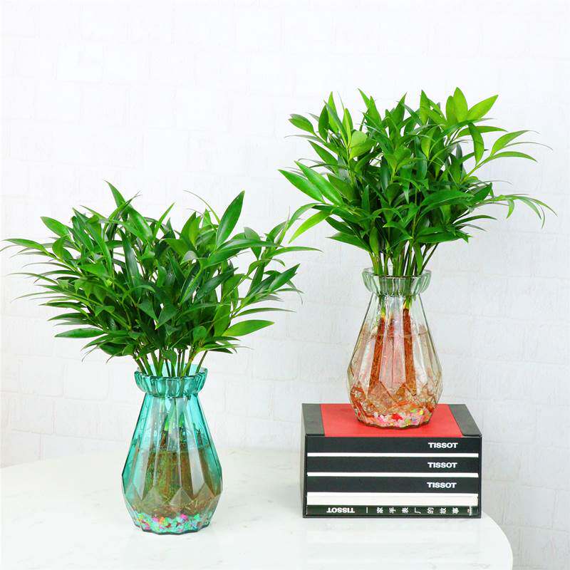 竹柏盆栽水培新宠驱蚊植物室内客厅桌面绿植四季常青花卉富贵竹