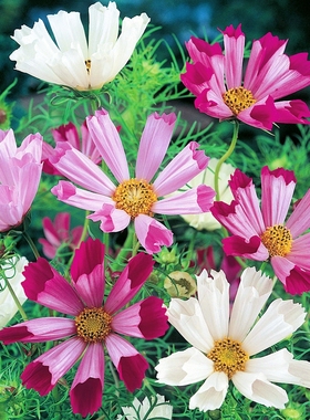 贵妃波斯菊种子管状波斯菊花种籽Cosmos Seashell格桑花易种阳台