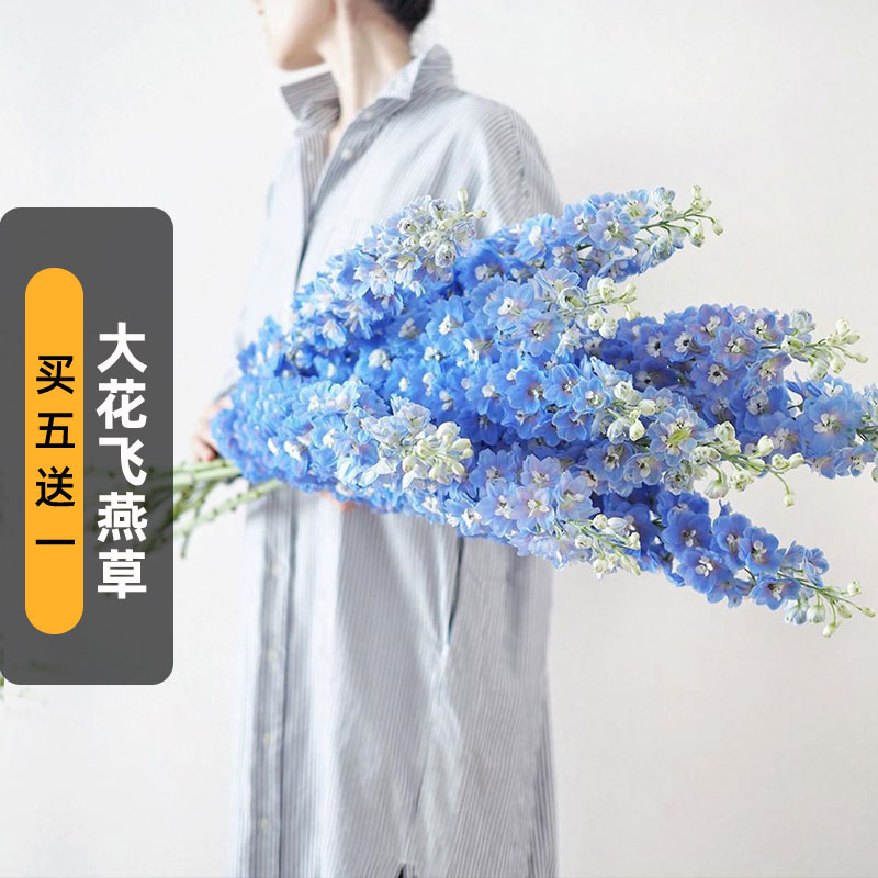 宿根飞燕草种子100粒大花