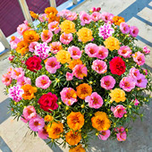 重瓣太阳花形种孑四季 播种开花花种子籽幼苗室内外易活盆栽花卉籽