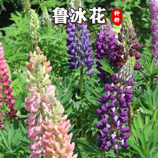 鲁冰花种子四季播种易活开花卉室内外阳台盆栽植物羽扇豆花种籽子