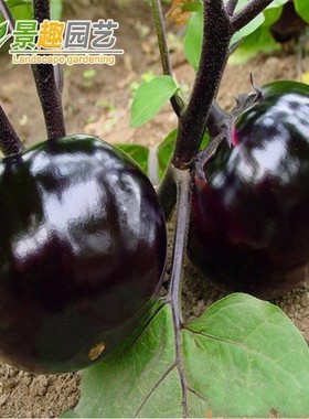 四季播快圆茄种子 黑紫色种子 早熟 大面积种植 蔬菜种子春播