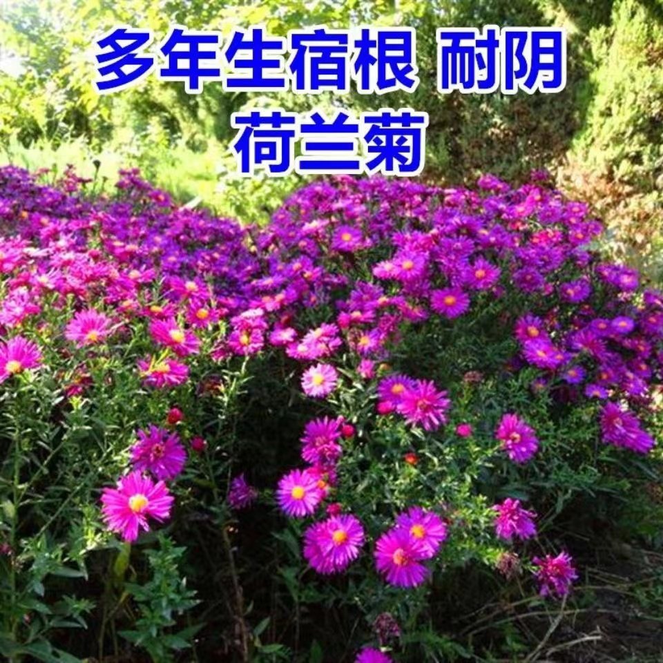 荷兰菊花种子阳台庭院盆栽四季播种开花多年生耐寒姬小菊花种籽子