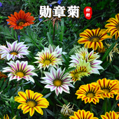 进口勋章菊花种子四季 播种开花卉室内外阳台易活盆栽植物花种籽子