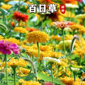 百日草种子混色百日菊花种籽子四季 播种易种开花庭院阳台盆栽植物