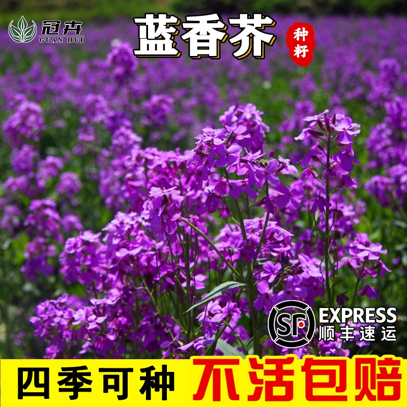 蓝香芥种子易活花卉种子彩色油菜花花籽庭院 盆栽苗景观花海种子