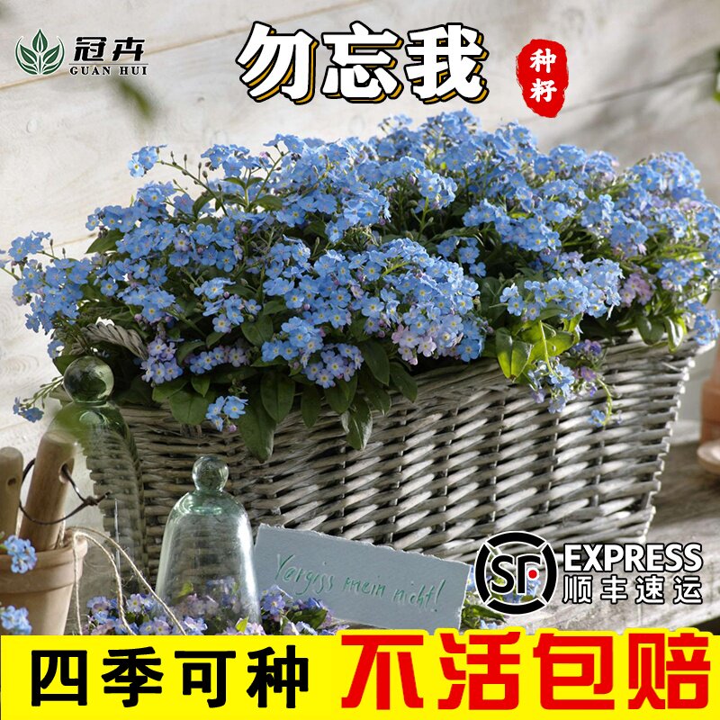 勿忘草花种子宿根多年生我