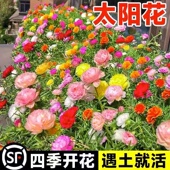 重瓣太阳花花种子四季 播种开花易成活花籽阳台室内盆栽苗花卉种孑