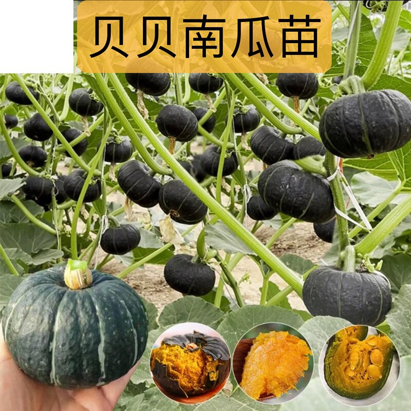 【绿贝南瓜苗】对版鲜活粗